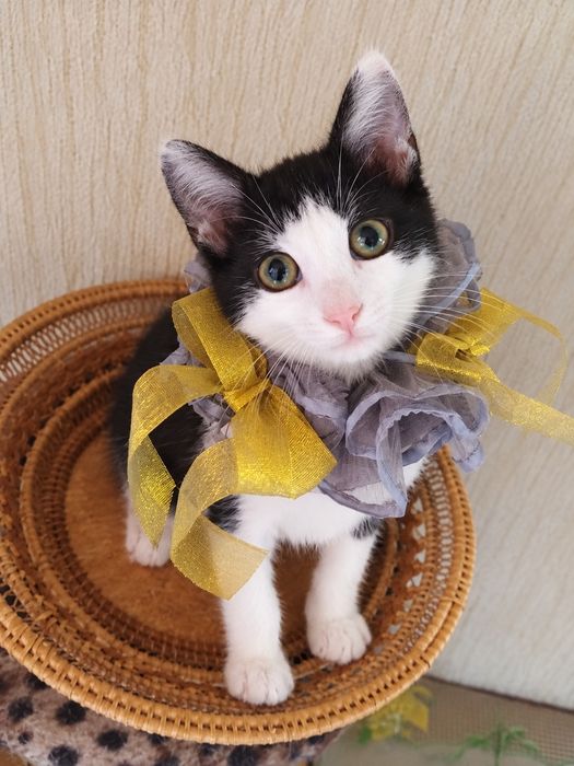 Кошеня хлопчик чорно-білий ( кіт, котеня, котик)