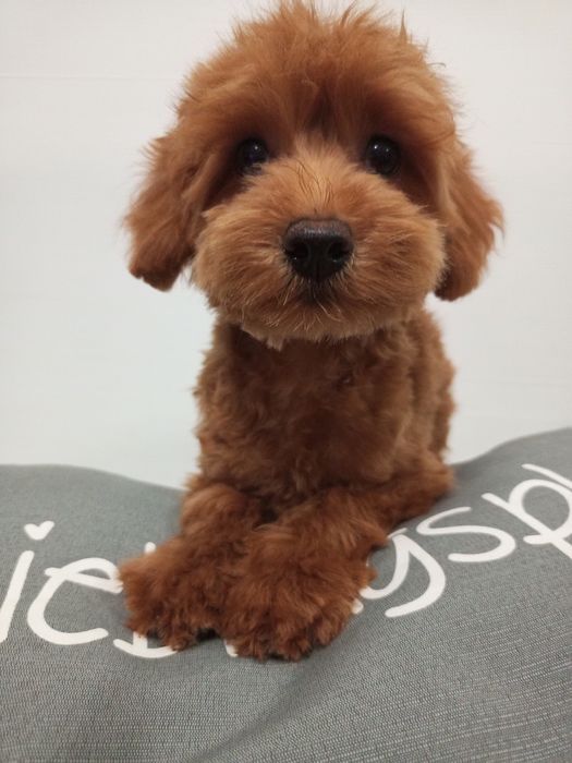 5-и міс.малюк МальтіпуF2