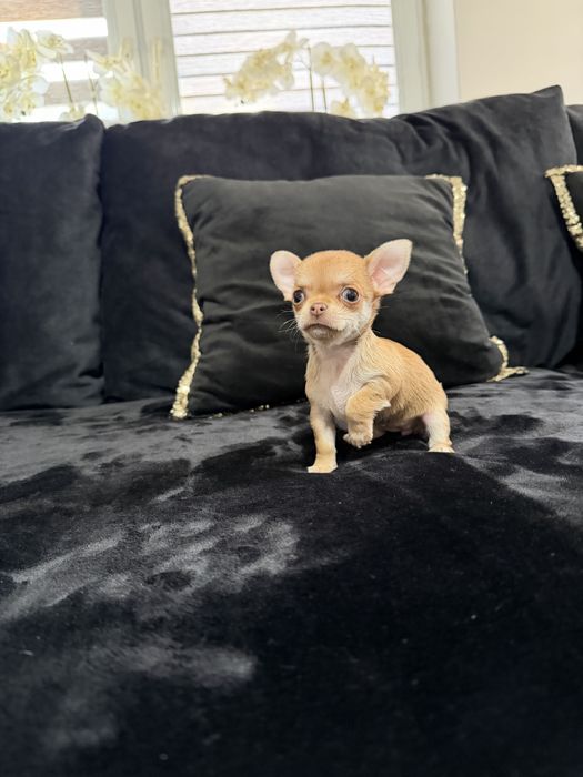 chihuahua krótkowłosa suczka