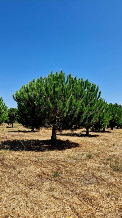 Pinhões nacionais com casca 2024/2025