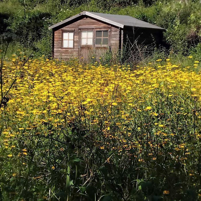 Terreno em Talhadas (lugar de Vilarinho) — Talhadas, Aveiro