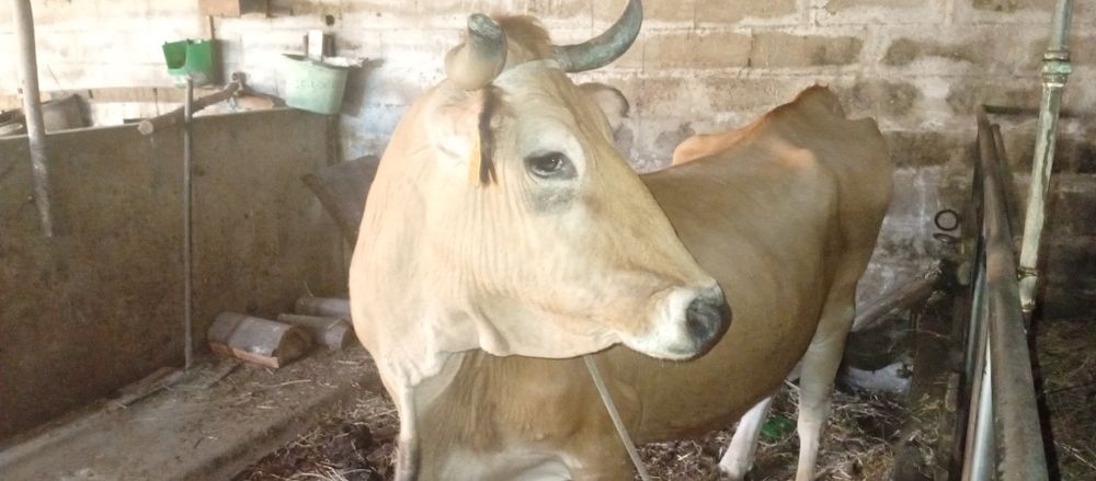 Vaca  raça marinhoa