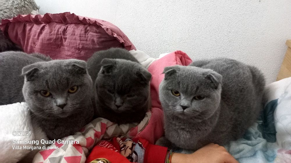 Femea scottish fold blue