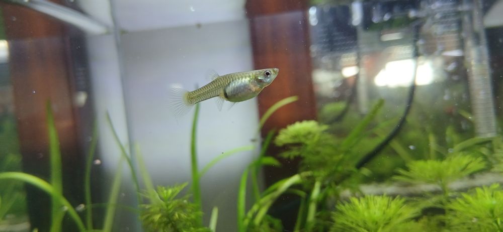 Troco guppys... Ler descrição