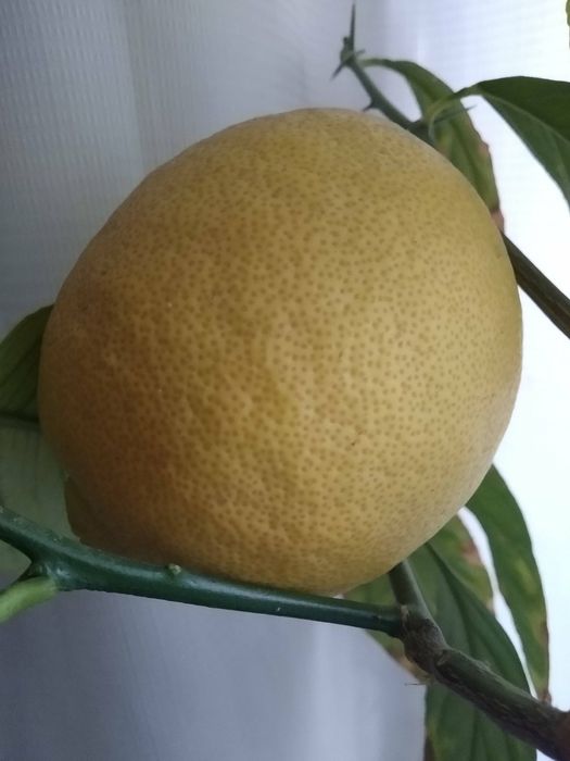 Лимон кімнатний крупноплодний