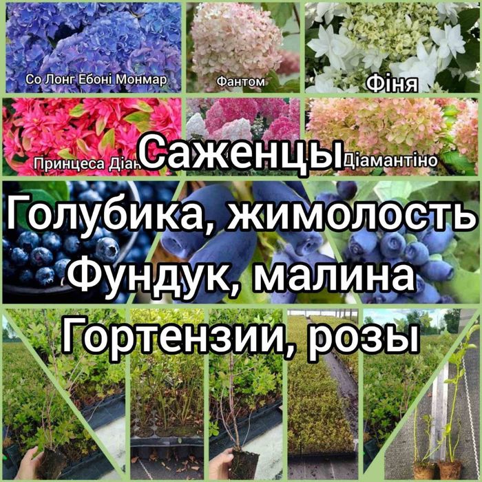 Саженцы голубики, малины, жимолости, гортензий, фундука, роз. Лохина
