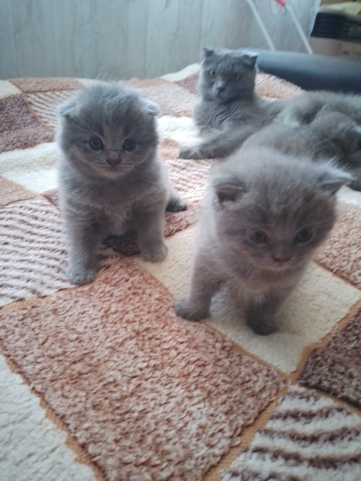 Шатланська висловуха