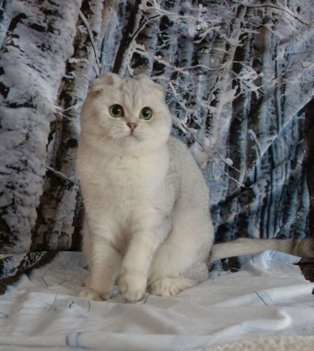 Шотландські кошенята