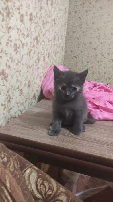 ДАРУЮ КОШЕНЯТ 1,5 місяці!