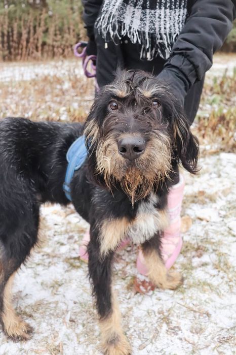 Jimmy szuka domu 10 miesięcy mix wyżeł gończy