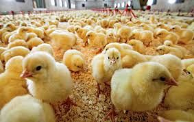Курчата бройлера добові, кури несучки, корма