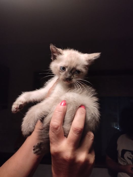 Gatinhos bebés  para adoção