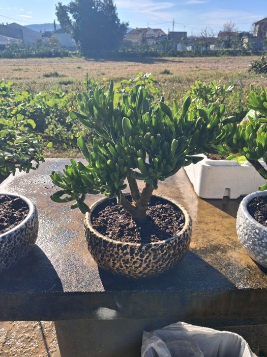 Plantas  suculentas