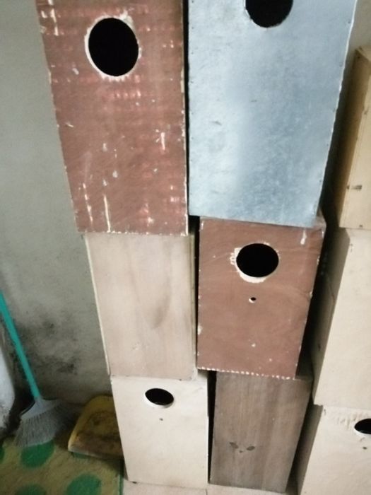 Vários ninhos pássaros