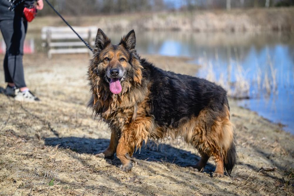 Babuleńka Ważka - owczarkowata suczka o smutnych oczach poleca się do adopcji