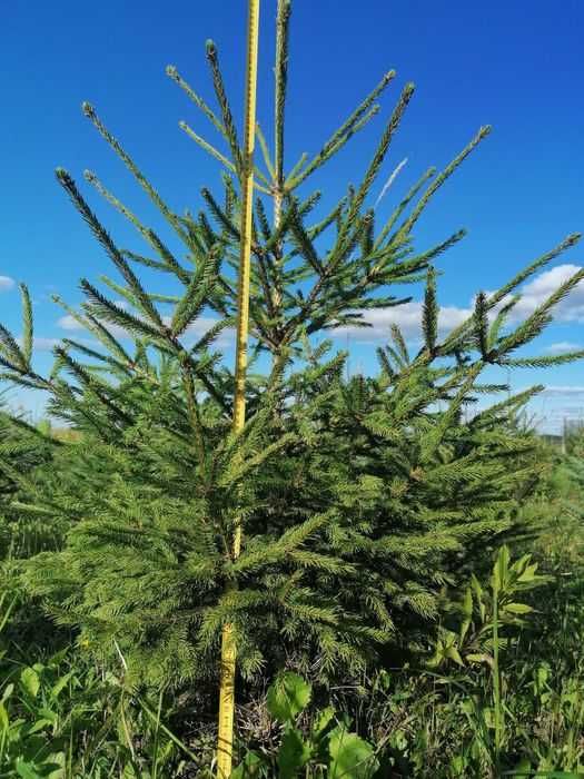Choinki boże narodzenie świerk świerki pospolity hurt detal kopany