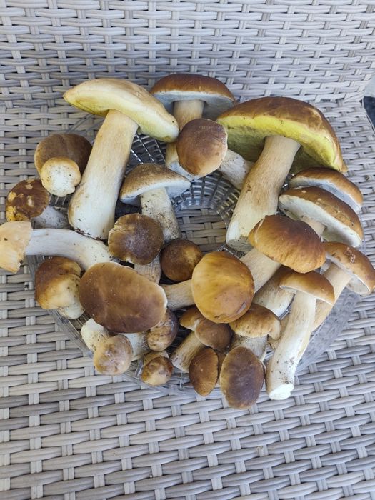 Miks Grzyby grzybów prawdziwek stojak czerwony podgrzybek WYSYŁKA