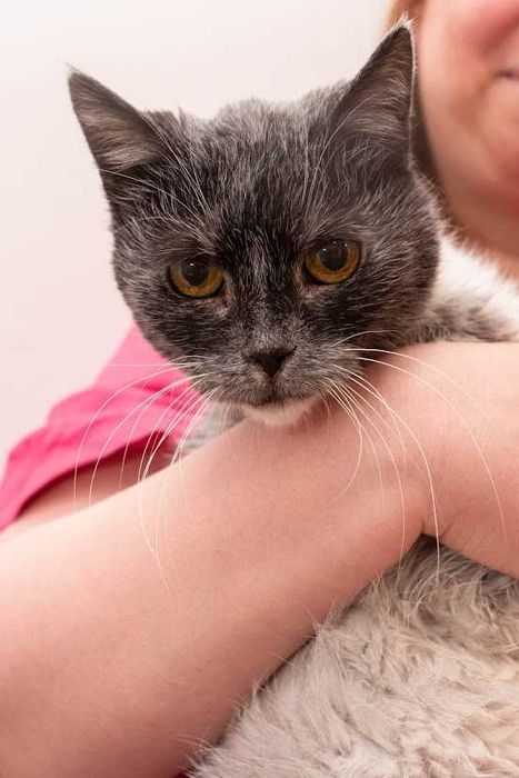 JULCIA - starsza piękna koteczka FIV+ szuka odpowiedzialnego domu na spokojną starość