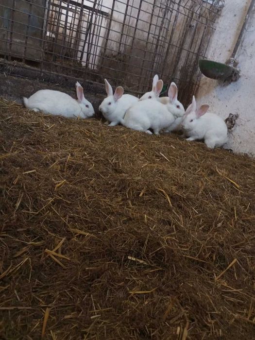 Sprzedam białe króliki samce i samice