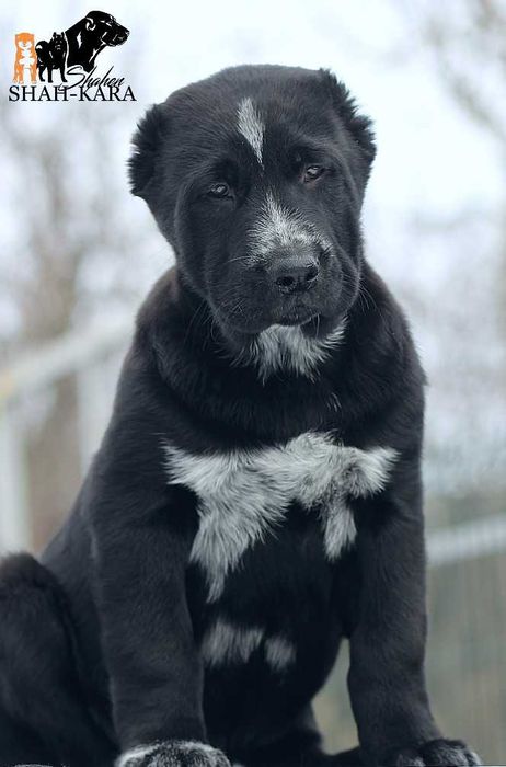 Шикарна чорна дівчинка САВ