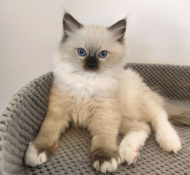Koteczka Ragdoll