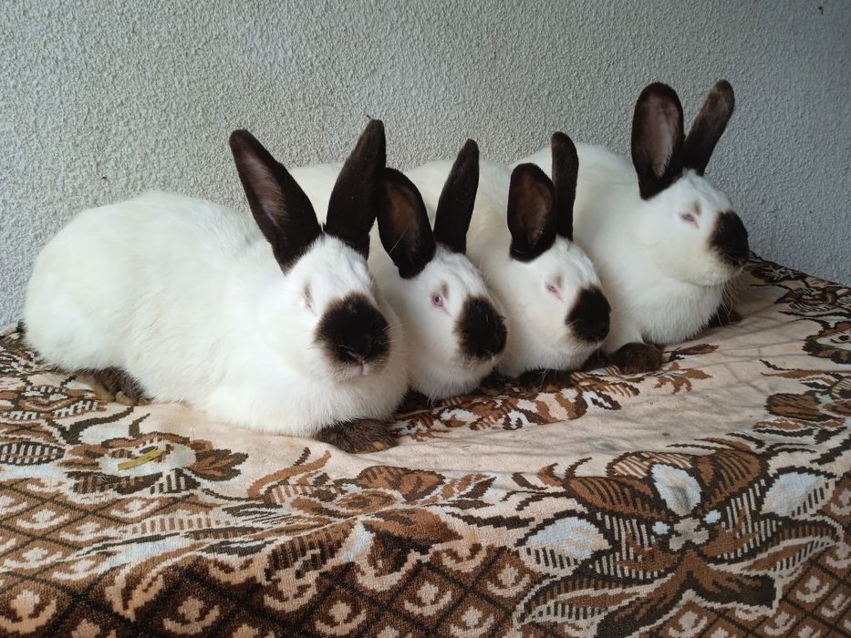 Королики каліфорнійці самці самки будь який вік Старокостянтинів