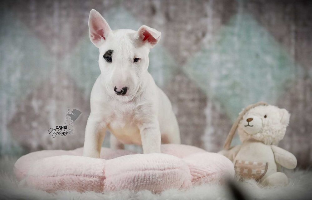 Bulterier Miniaturowy