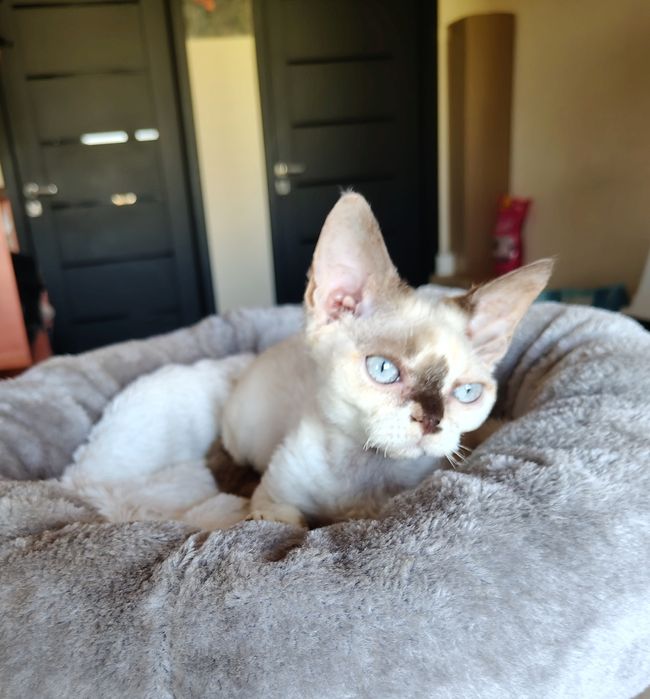 Devon rex dziewczynka