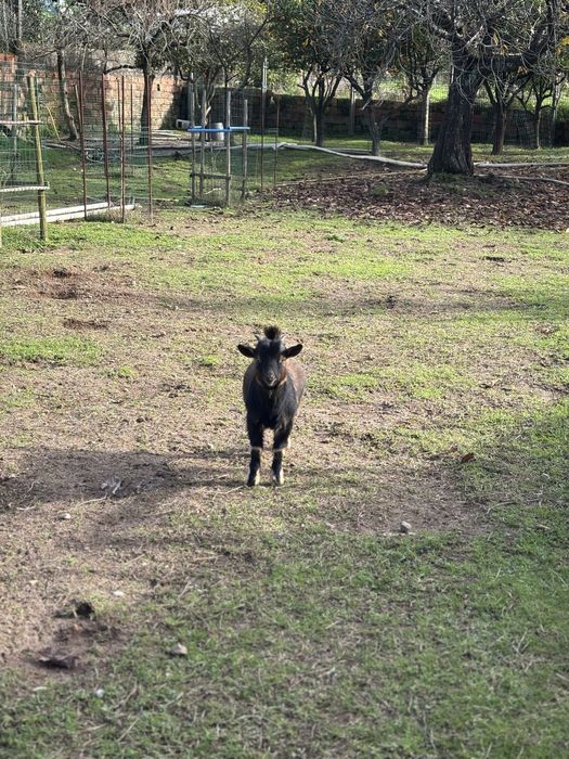 Vendo Cabras Anãs, criadas ao ar livre habituadas a pastar.