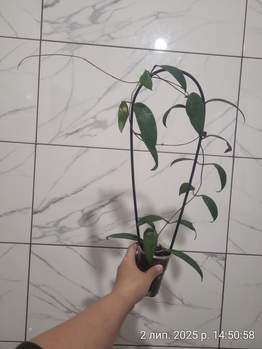 Доросла хойка Padangensis