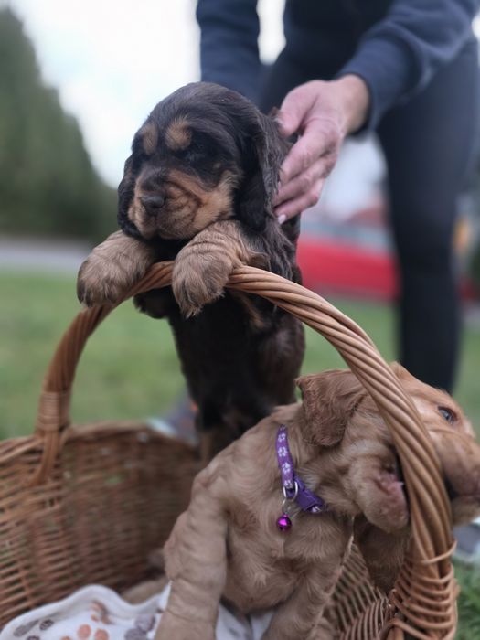 Cocker Spaniel Angielski