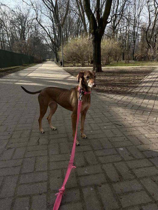 В ДОМАШНІХ умовах.Перетримка. Без КЛіТОК! Лівобережна.