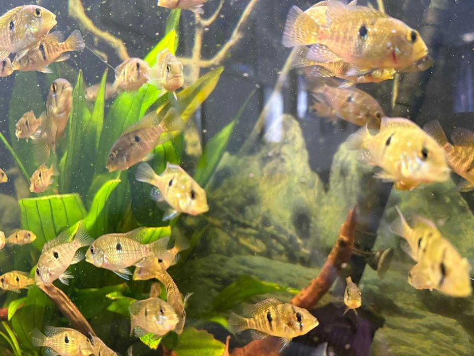 ziemiojad brazylisjki