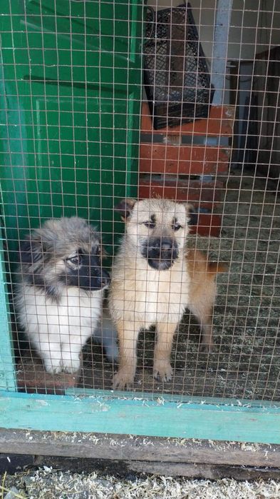 Віддамо хорошим господарям