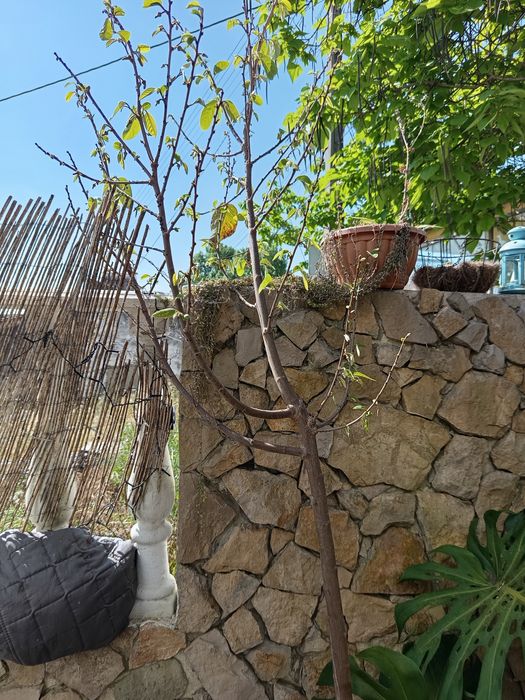 Árvore Anoneira com 3 anos com mais 2 mts