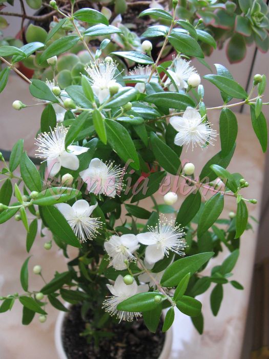 Мирт очищает воздух.