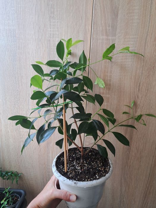 Syzygium paniculatum (Сизигіум волотистий)