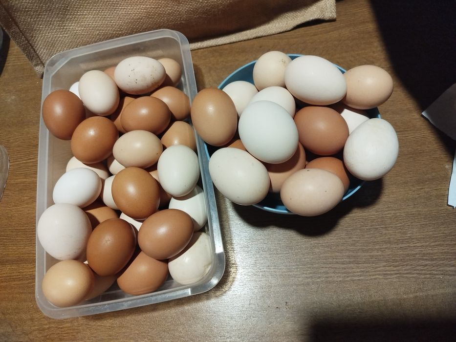 Ovos caseiros galinha