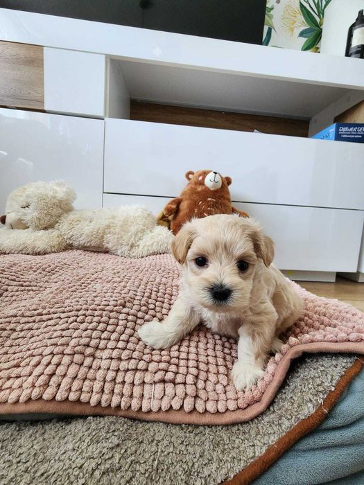 Piękna suczka maltipoo