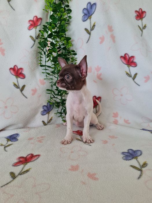 Excelente mini menina Chihuahua/Chiuaua LinhagemRussa de Qualidade