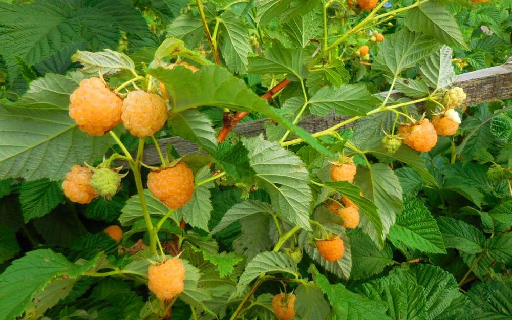 Продам саженцы жёлтой  малины