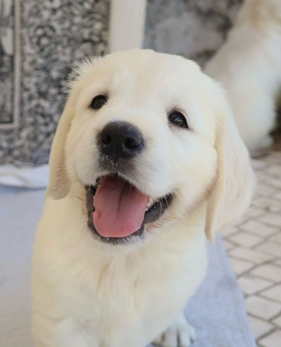 Golden Retriever fêmea com LOP