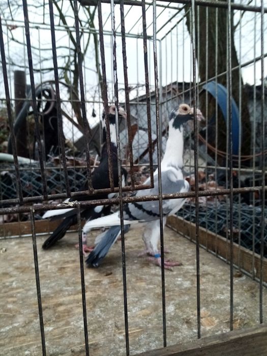 Gołębie ozdobne karier