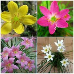 Зефірантес рожевий та жовтий , приємні акції