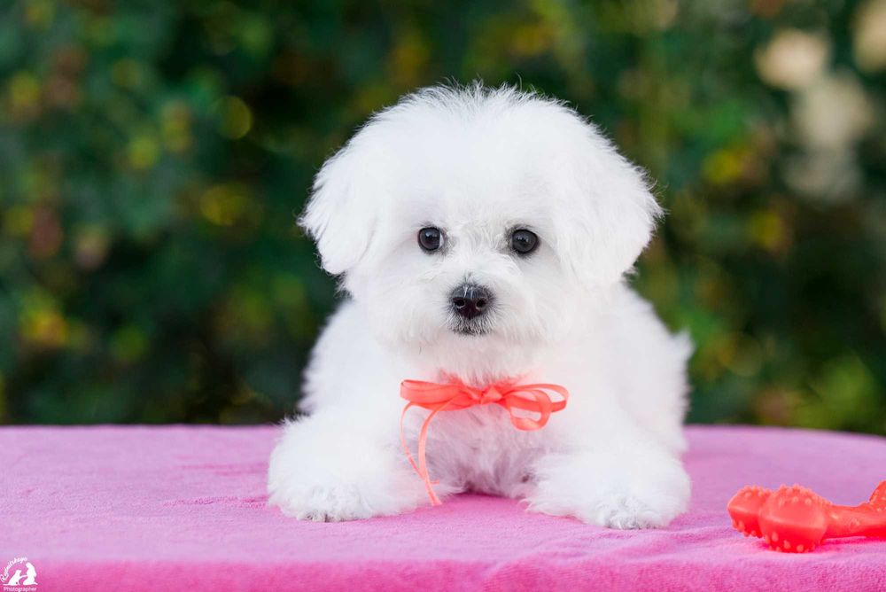 девочка бишона белое облачко