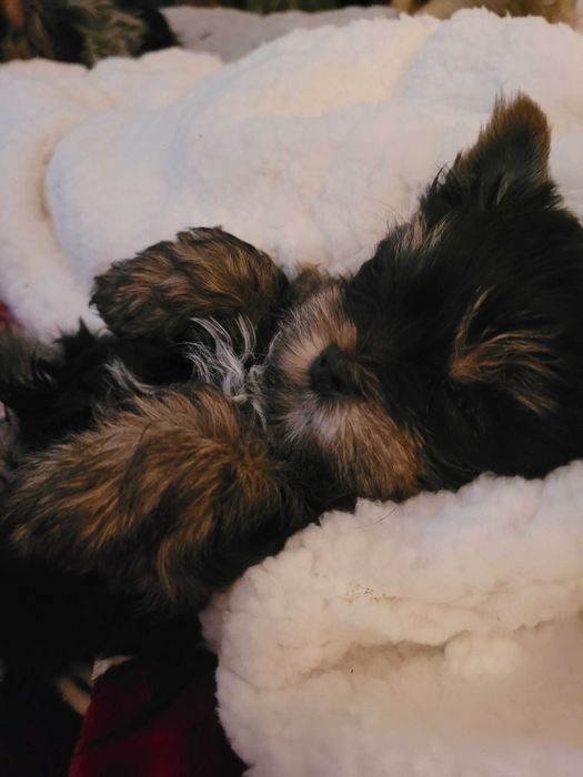 Piesek yorkshire piesek