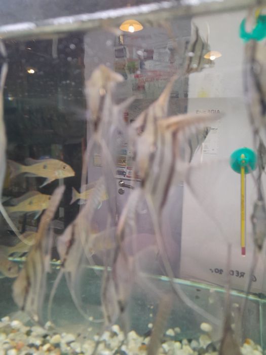 Ziemiojad geophagus  sveni 8-10cm