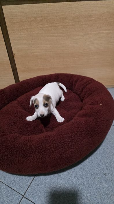 Jack russell fêmea