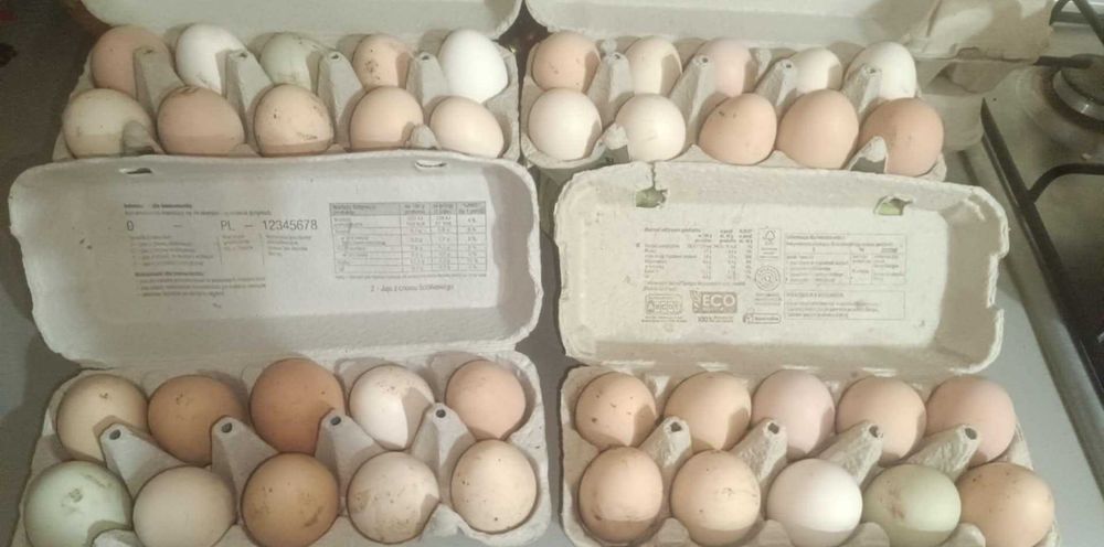 Sprzedam jajka wiejskie