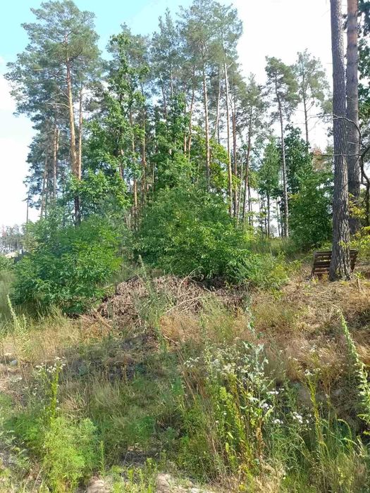 Продается угловой участок 12 сот в с.Стоянка, лес асфальт без комисси